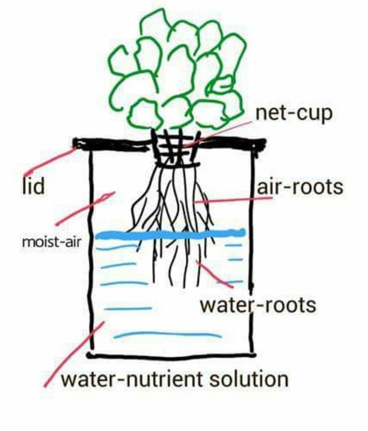 A basic Kratky hydroponics system