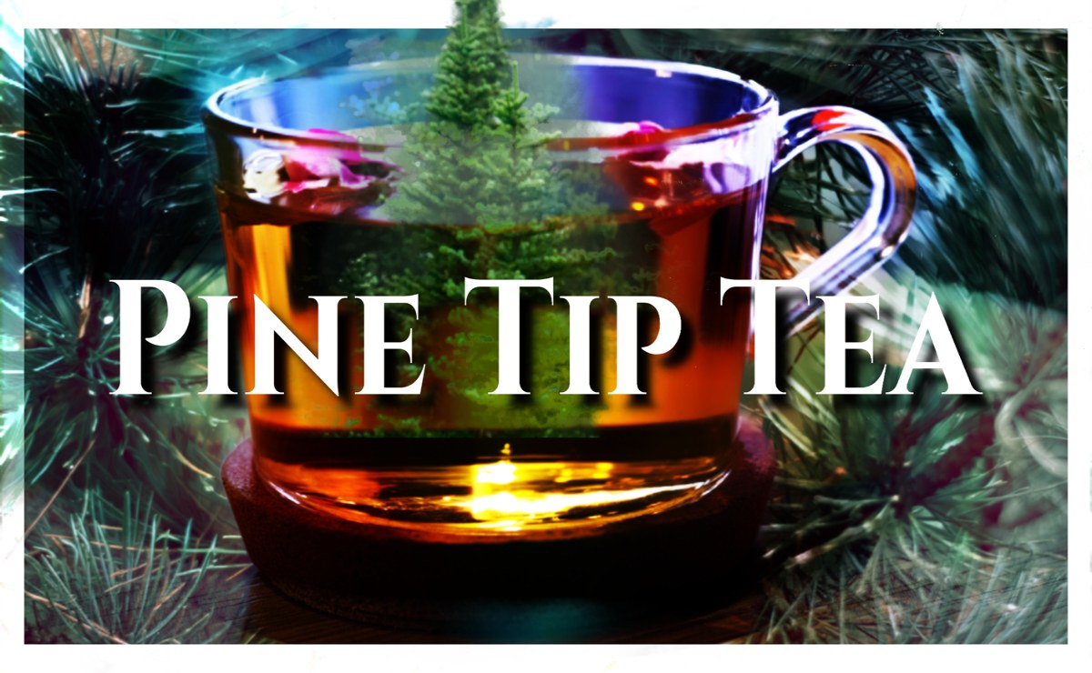 Pine Tip Tea, Great Bear Trail, Naturopathic, Homeopathic Remedies