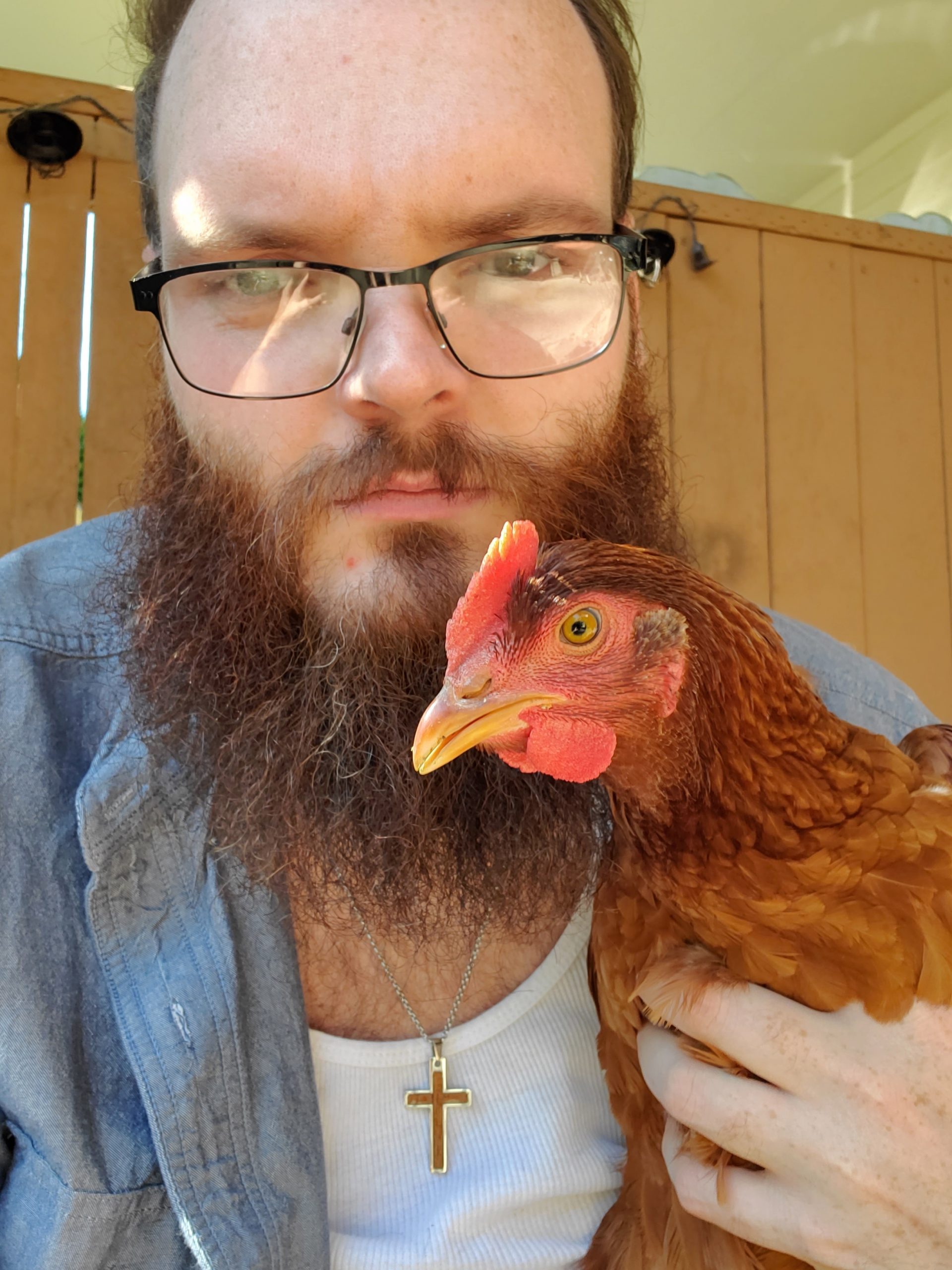 Chickens. Worth it? The Beartaria Times